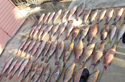 Snapper Fishing Florida's Paradise